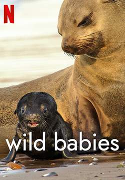 Wild Babies - เกิดในป่า (ซับไทย)