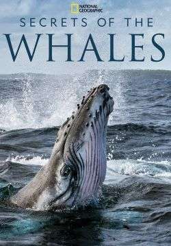 Secrets of the Whales - ความลับของเหล่าวาฬ (ซับไทย) (จบ)