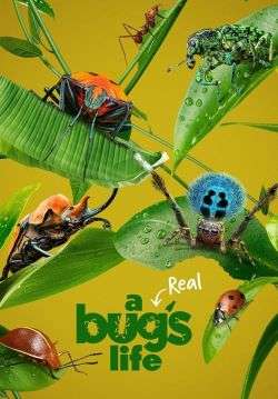 A Real Bug's Life (ซับไทย)