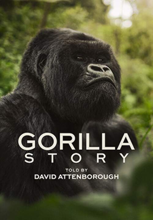 A Gorilla Story: Told by David Attenborough - เล่าเรื่องกอริลลา โดยเดวิด แอทเทนเบอเรอห์