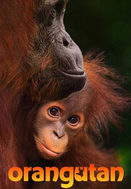 Orangutan (ซับไทย)