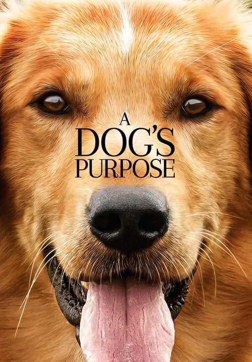 4K A Dog's Purpose