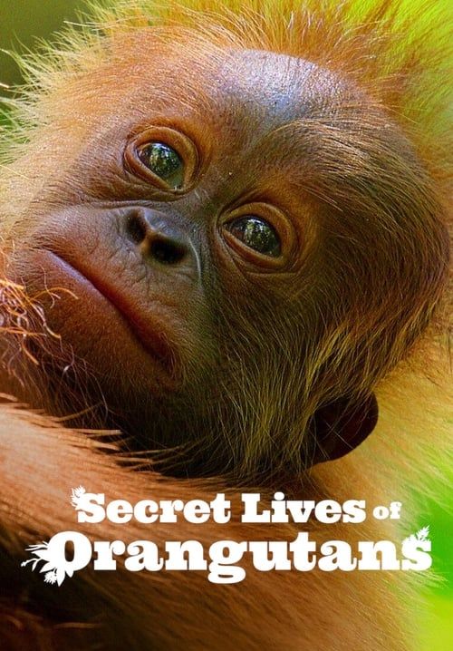 Secret Lives of Orangutans - ชีวิตลับอุรังอุตัง (ซับไทย)