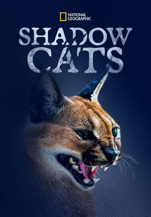 Shadow Cats (ซับไทย) (StreamX)