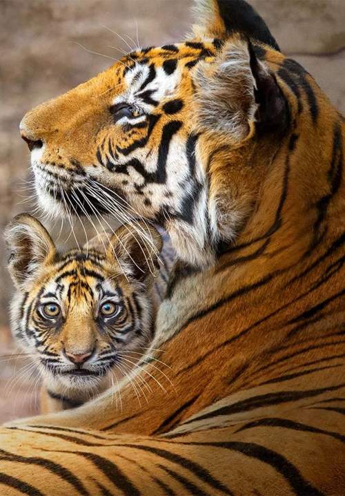 Tiger (ซับไทย)